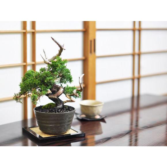 盆栽 紀州真柏 飛龍 ミニ盆栽 松柏 記念樹 鉢植え シンボルツリー 日本