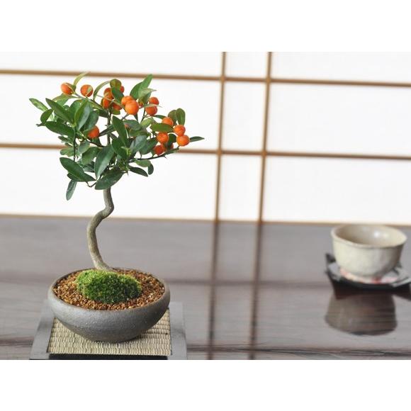 キンズ かわいい実のなる盆栽 キンズ盆栽 人気の南国盆栽 ギフト 盆栽