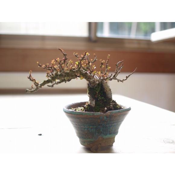 特選白花長寿梅 古木 ギフト 盆栽 開店 お祝い 退職 ラッピング 父の日
