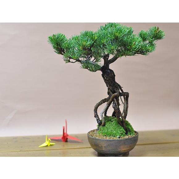 根上がりの五葉松 盆栽 ミニ盆栽 鉢植 : 盆栽妙 ヤフー店 - 通販