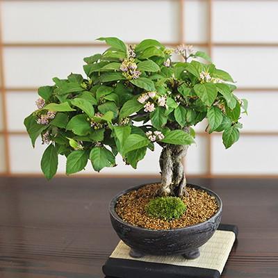 紫式部 紫の実のなる盆栽 盆栽 松 豪華 盆景 風景を楽しむ 育て方冊子