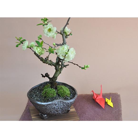 送料無料 盆栽 ボケ（木瓜） 白寿 ミニ盆栽 ミニ ぼけ 木瓜 花ギフト