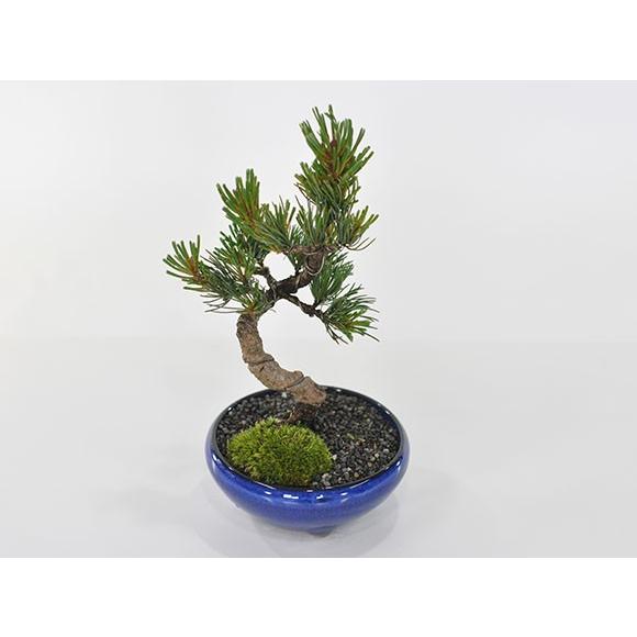 盆栽 五葉松 かっこいい松 育てやすい五葉松の盆栽 万古焼きの陶器鉢