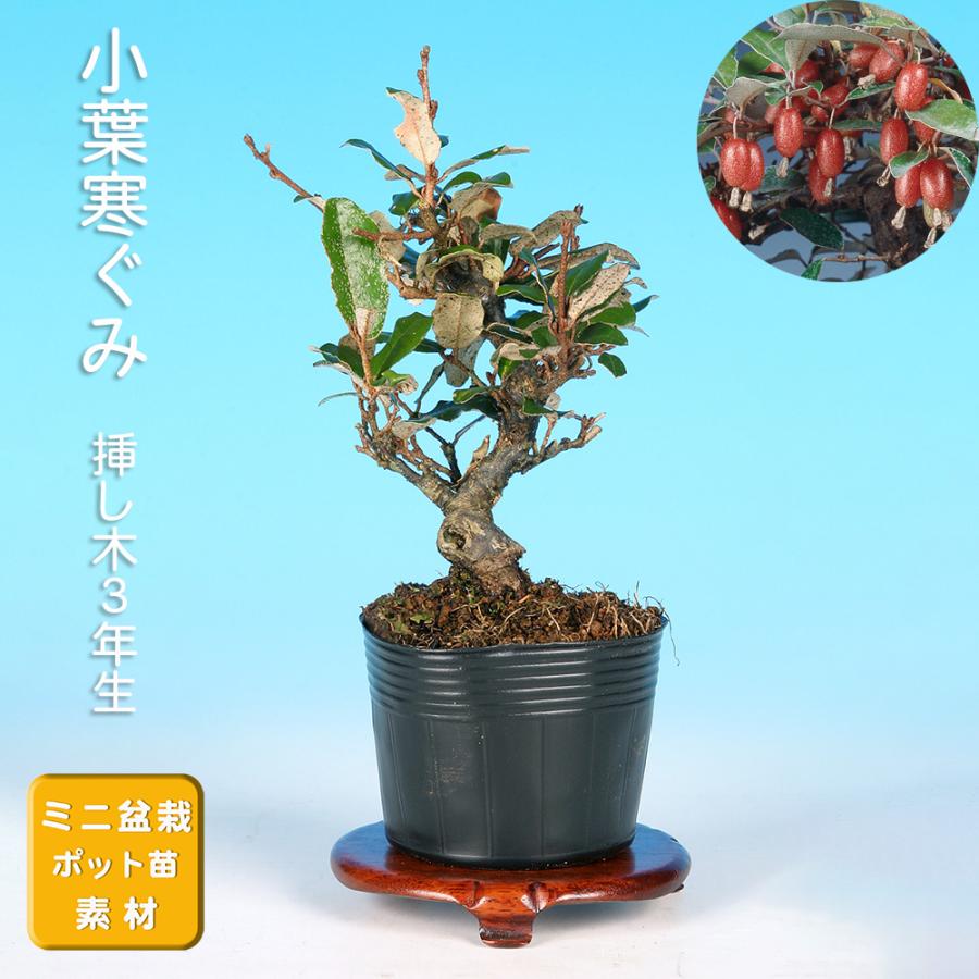 盆栽 小葉寒ぐみ グミ 茱萸 ナワシログミ 小品盆栽 ミニ盆栽 実物 雑木