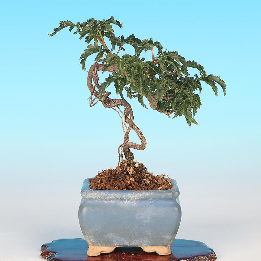 盆栽 もみじ 獅子頭 モミジ シシガシラ 根上り 小品盆栽 ミニ盆栽 葉物