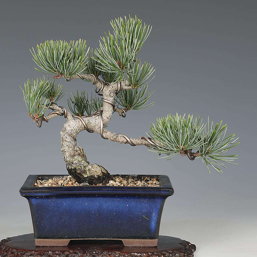 盆栽 五葉松 ゴヨウマツ 接五葉松 銀性 小品盆栽 ミニ盆栽 盆栽素材