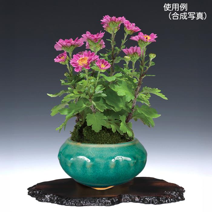 盆栽鉢 「広東色小鉢」 植木鉢 中国鉢 色小鉢 4号 11.5cm 小品盆栽