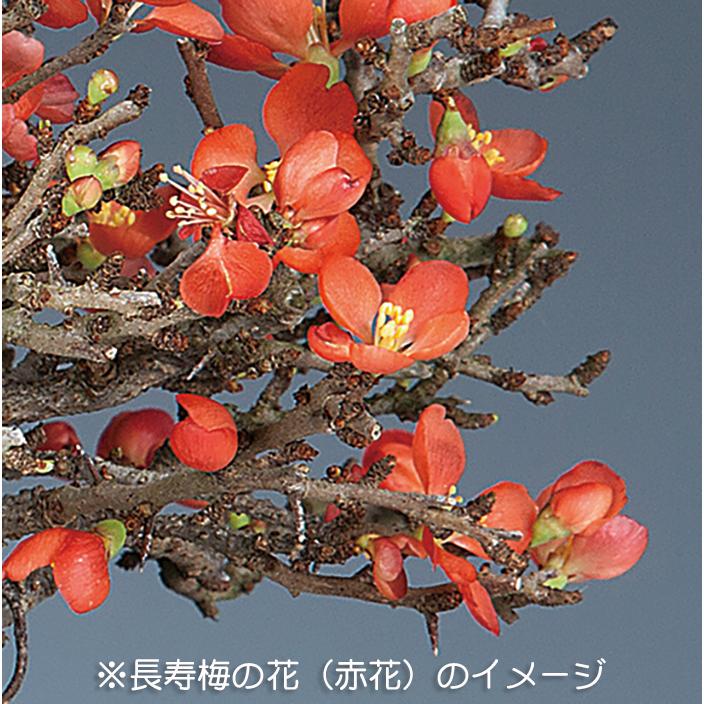 盆栽 長寿梅 チョウジュバイ 小品盆栽 ミニ盆栽 盆栽素材 苗木 雑木 花