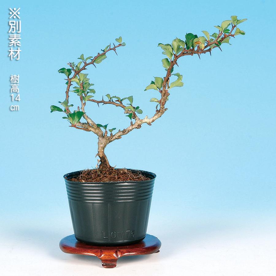 盆栽 長寿梅 チョウジュバイ 小品盆栽 ミニ盆栽 盆栽素材 苗木 雑木 花