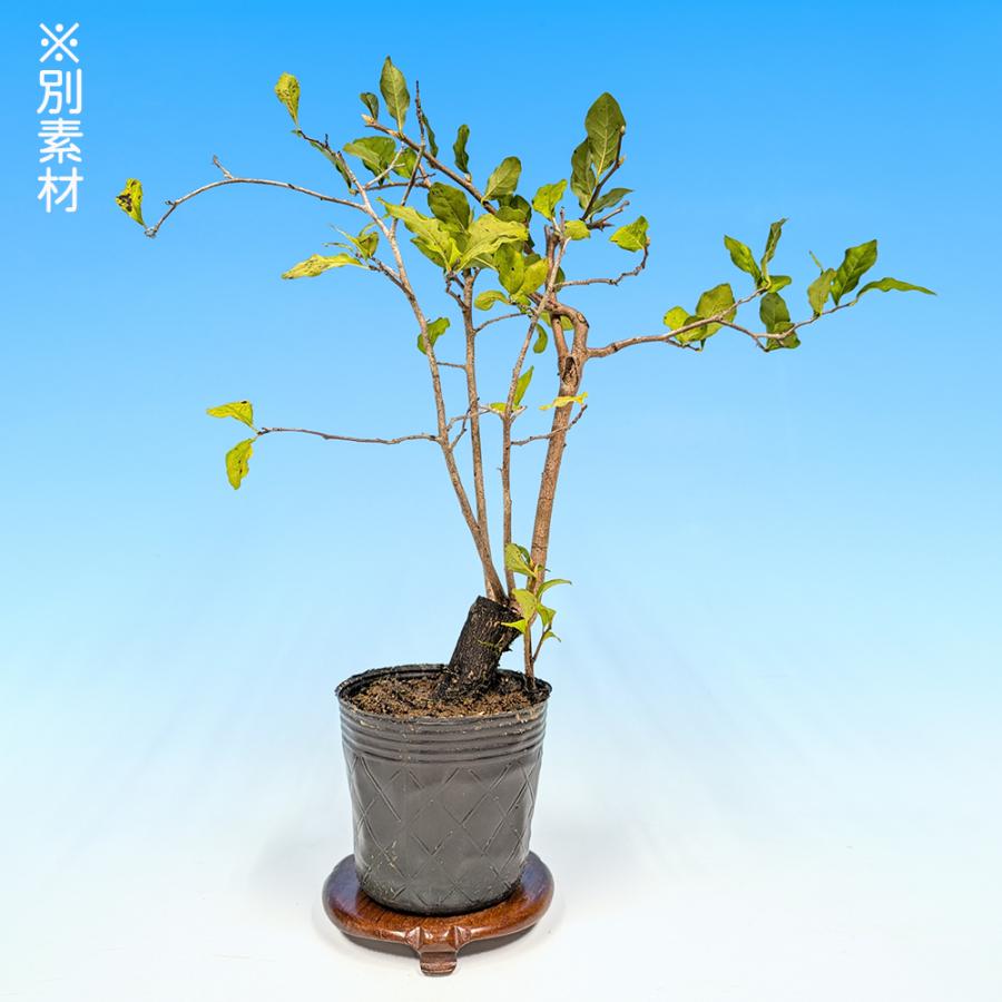 盆栽 老爺柿 雄木 ロウヤガキ ローヤ柿 小品盆栽 ミニ盆栽 盆栽素材