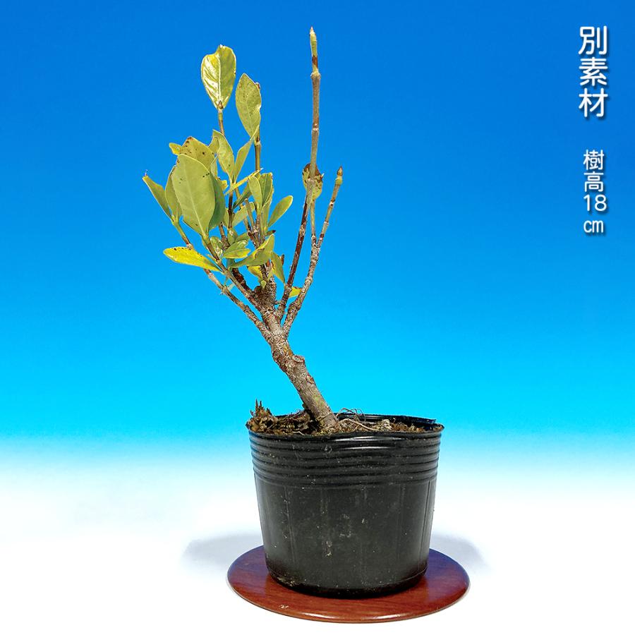 盆栽 一才実成りくちなし クチナシ 梔子 挿し木3年生 細い葉 枝が