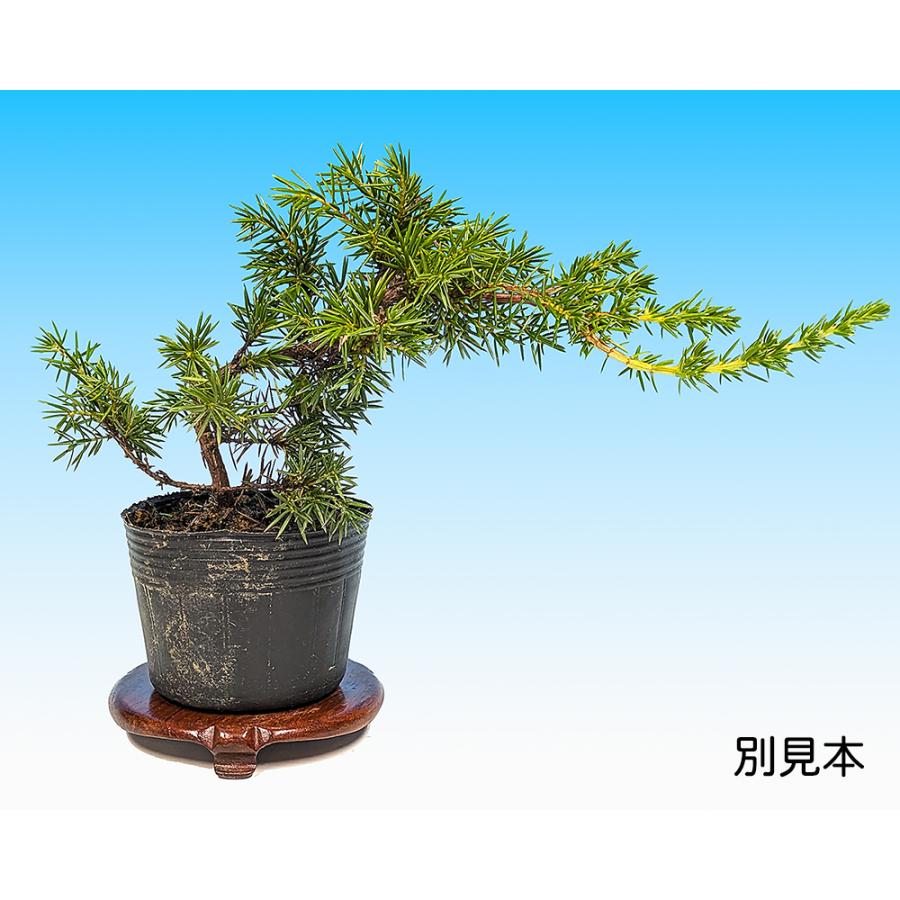 盆栽 杜松 八ッ房性 トショウ 小品盆栽 ミニ盆栽 松柏 盆栽素材 苗木