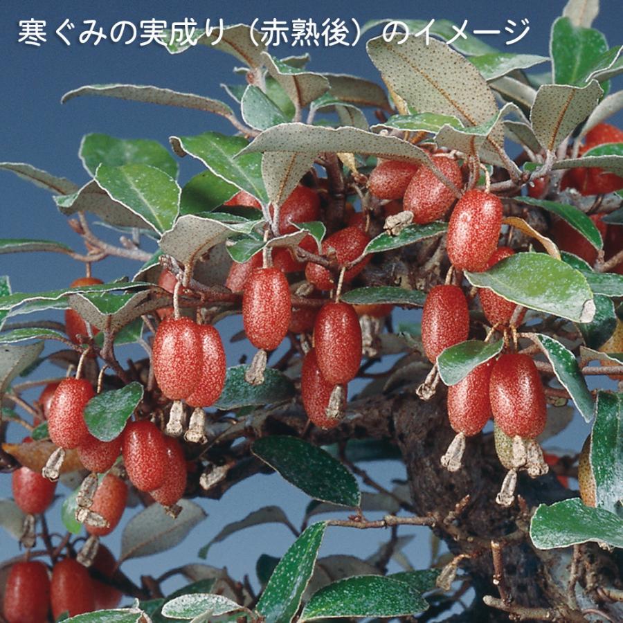 盆栽 白斑寒ぐみ グミ 茱萸 ナワシログミ 小品盆栽 ミニ盆栽 実物 雑木