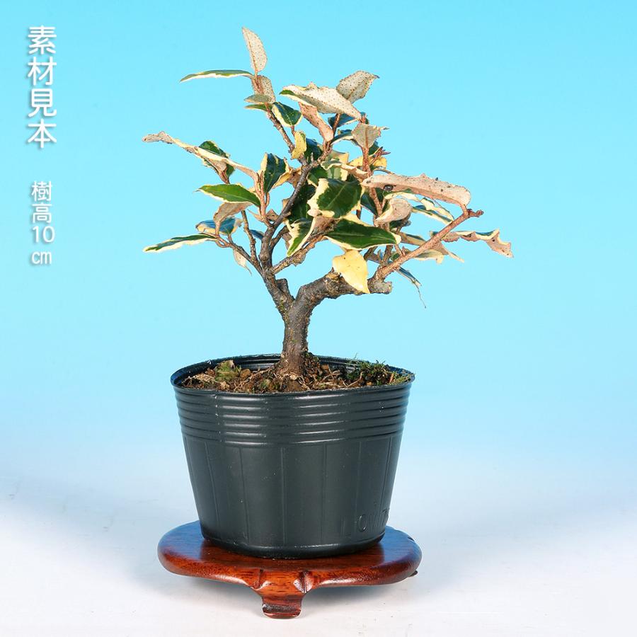 盆栽 白斑寒ぐみ グミ 茱萸 ナワシログミ 小品盆栽 ミニ盆栽 実物 雑木