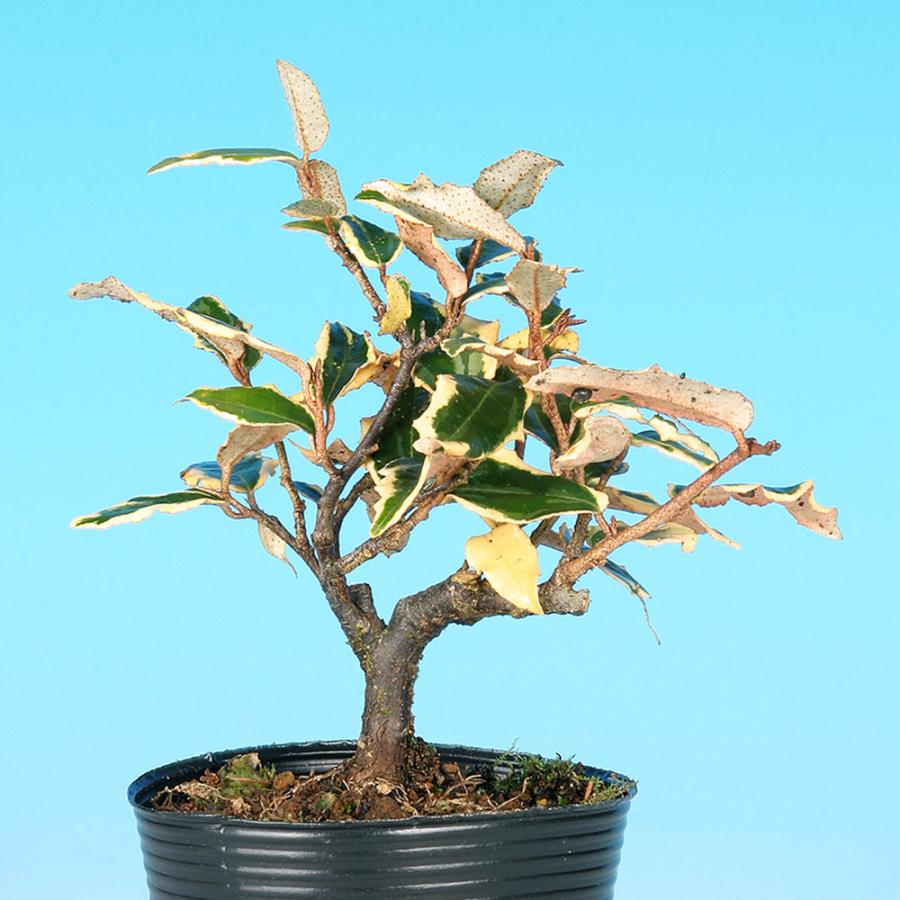 盆栽 白斑寒ぐみ グミ 茱萸 ナワシログミ 小品盆栽 ミニ盆栽 実物 雑木