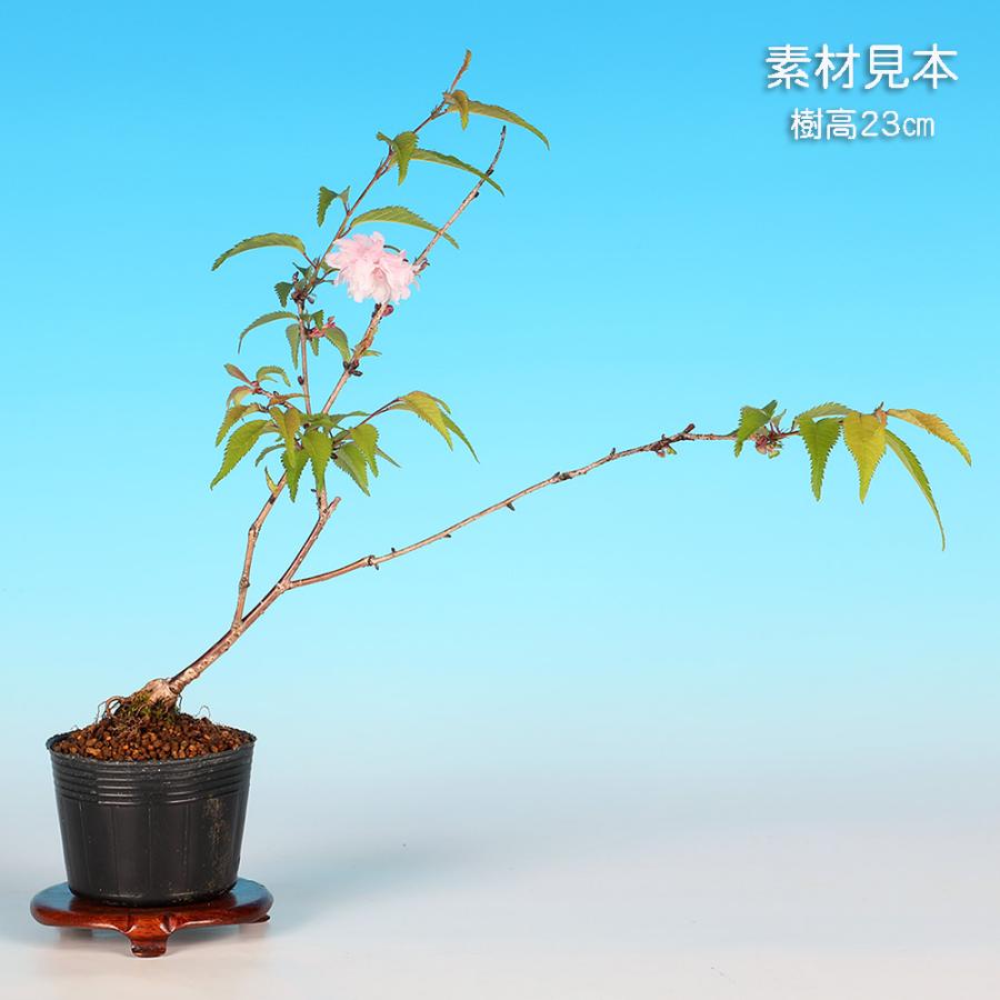 盆栽 富士桜 おしどり オシドリ 鴛鴦 サクラ さくら 桜 フジザクラ