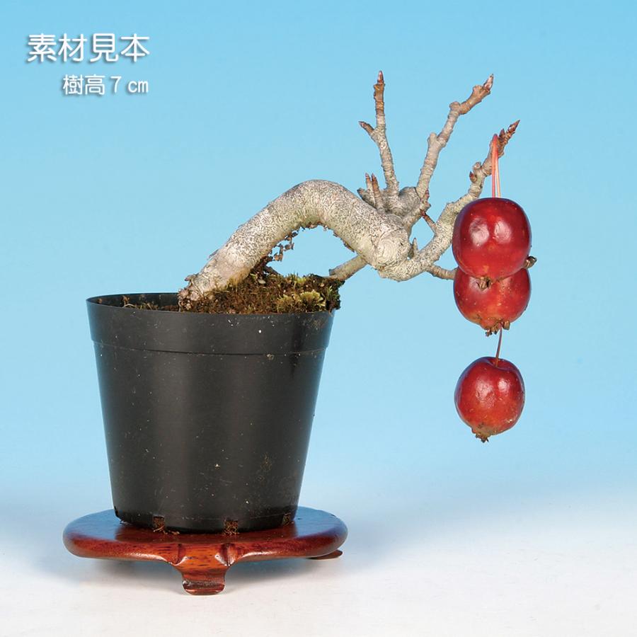 盆栽 姫りんご 林檎 りんご リンゴ ヒメリンゴ 小品盆栽 ミニ盆栽 盆栽