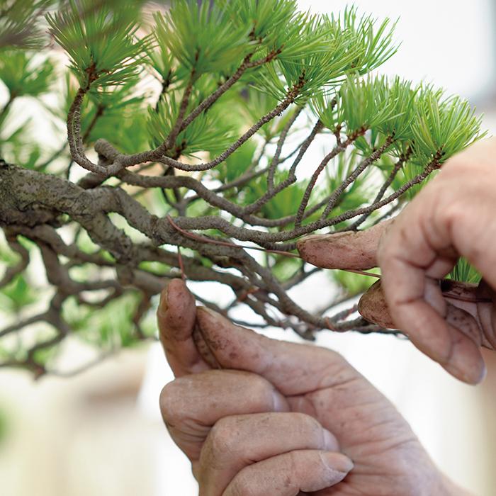 盆栽道具 盆栽手入れ道具 「焼き銅線「佳由架」PRO (#12) 2.6mm 1kg