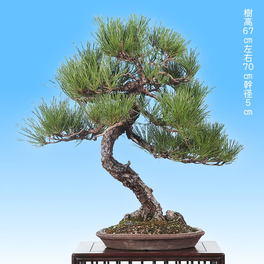 盆栽 黒松 クロマツ くろまつ お洒落 模様木 松柏盆栽 中品盆栽 樹高