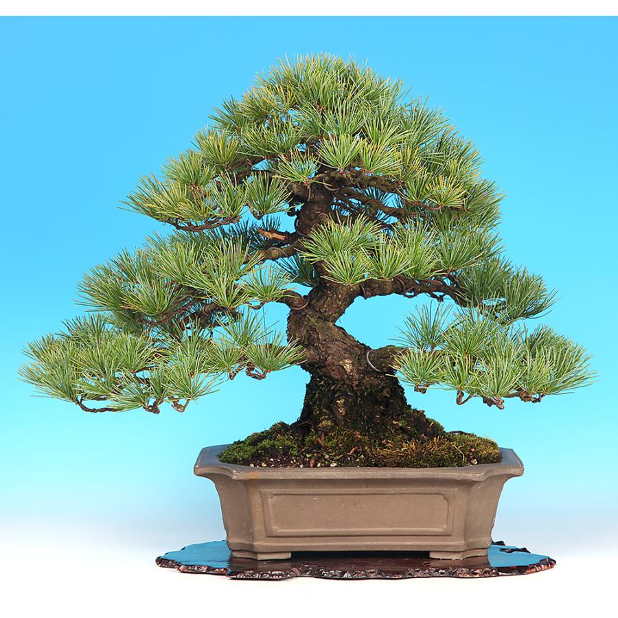 大品 双幹 実生五葉松盆栽 五葉松盆栽 真柏盆栽 懸崖 真柏 黒松 赤松