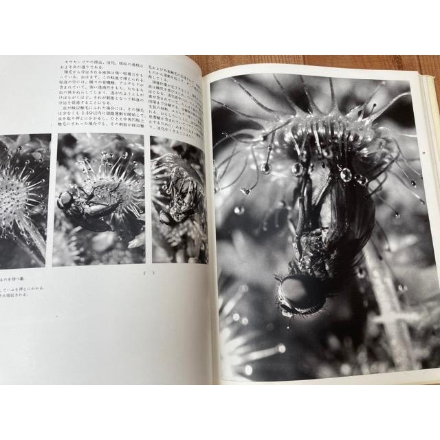 食虫植物 清水清写真集／清水清／誠文堂新光社 : 太田書店 ヤフー店