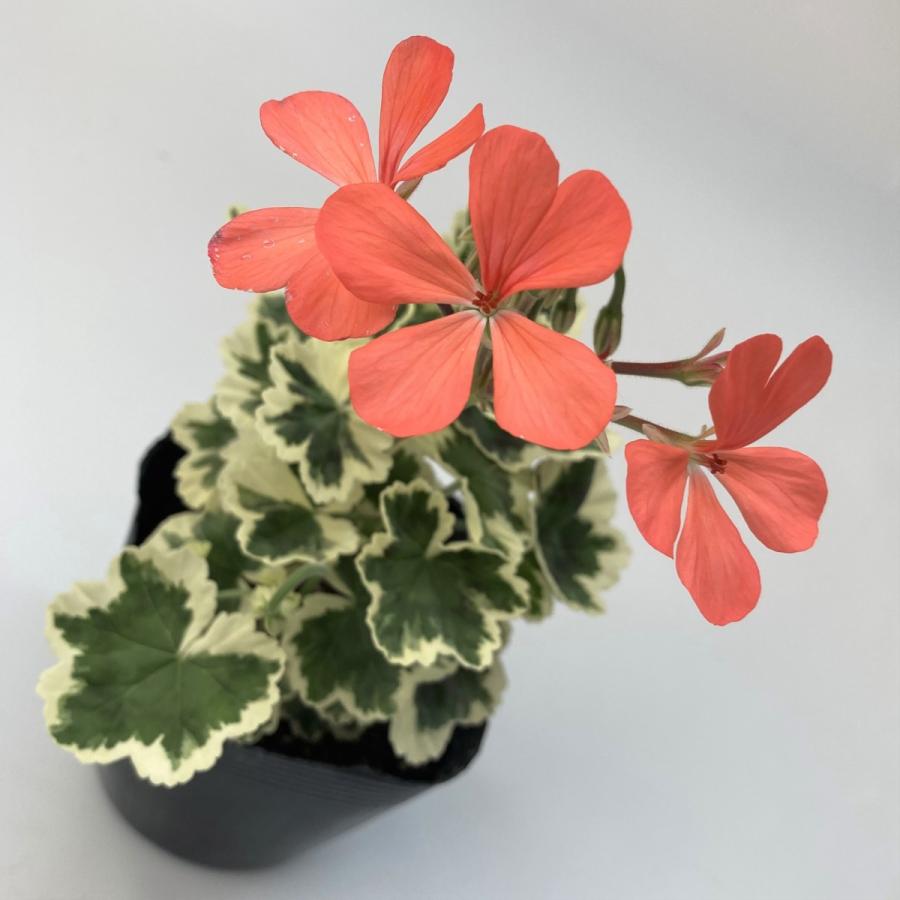 ゼラニウム 苗】カラーリーフゼラニウム ニューオレンジ ミセス