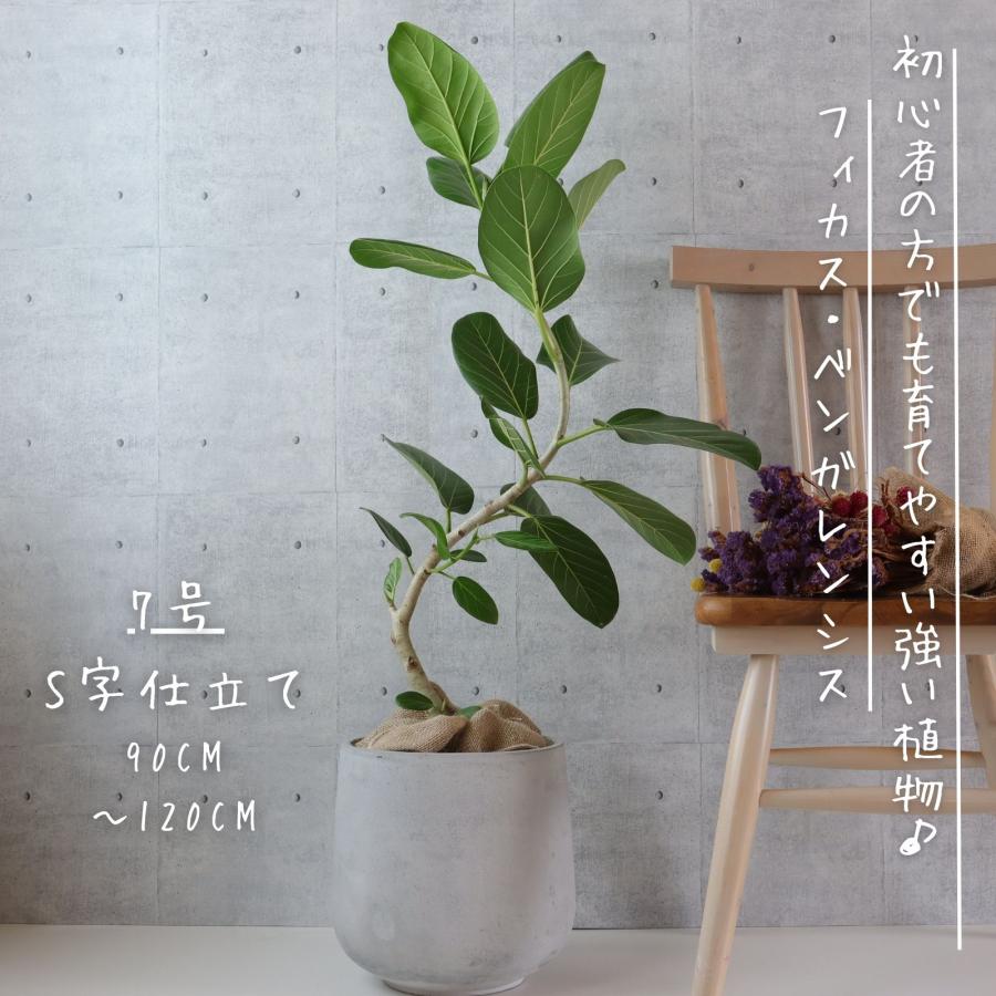 フィカス ベンガレンシス 曲がり S字 仕立て ゴムの木 お祝い ギフト