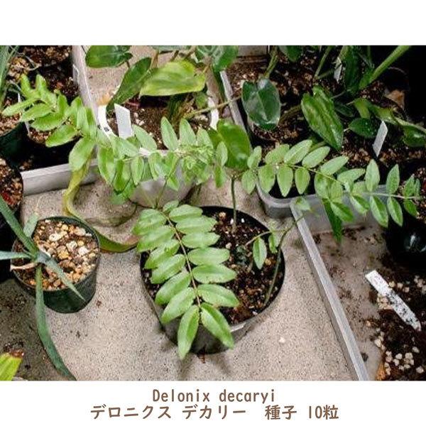 種子 種 Delonix decaryi デロニクス デカリー 世界三大花木 鳳凰木