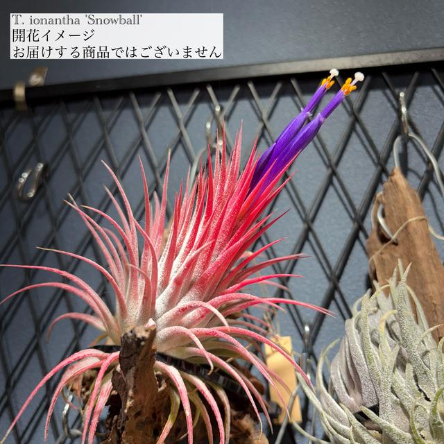 現品) チランジア イオナンタ 'スノーボール' (No.22109) (エアー