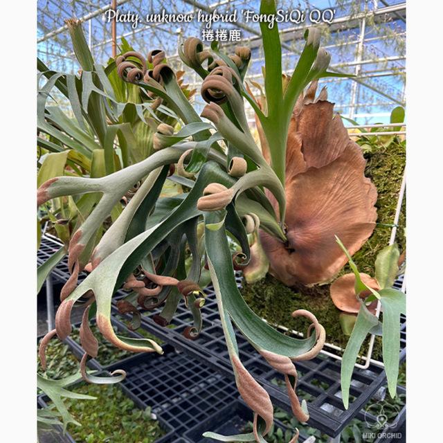 現品) ビカクシダ 'フーンシキ' (TC) (No.40841) (コウモリラン 観葉