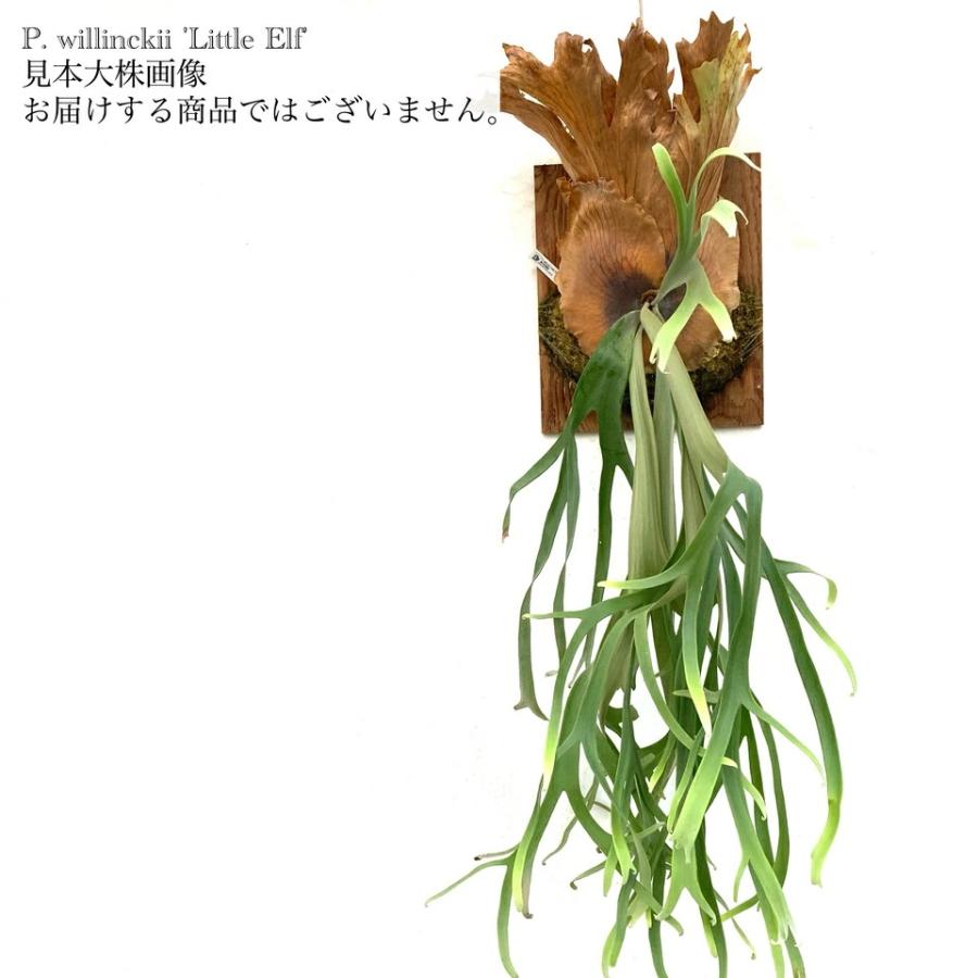 現品) ビカクシダ ウィリンキー 'リトルエルフ' (TC) (No.40856