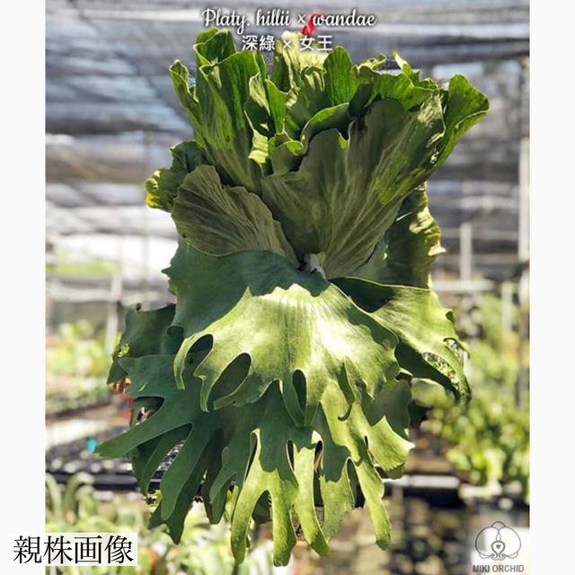 現品) ビカクシダ (ヒリー × ワンダエ) (TC) (No.40852) (コウモリラン