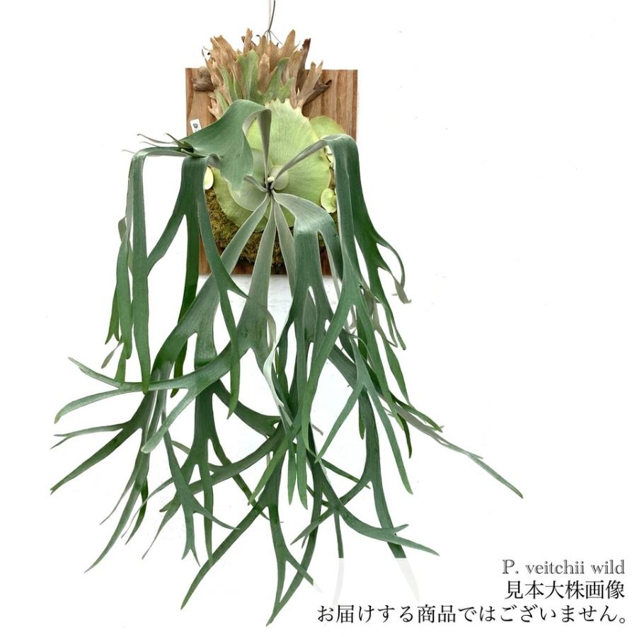 現品) ビカクシダ ビーチー ワイルド (pup) (No.41013) (コウモリラン