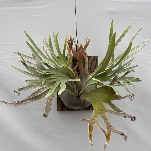 現品) ビカクシダ ウィリンキー 'ペドロタツタ' TC苗 (No.41079