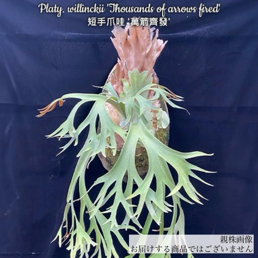 現品) ビカクシダ ウィリンキー 'サウザンズ オブ アローズファイヤー