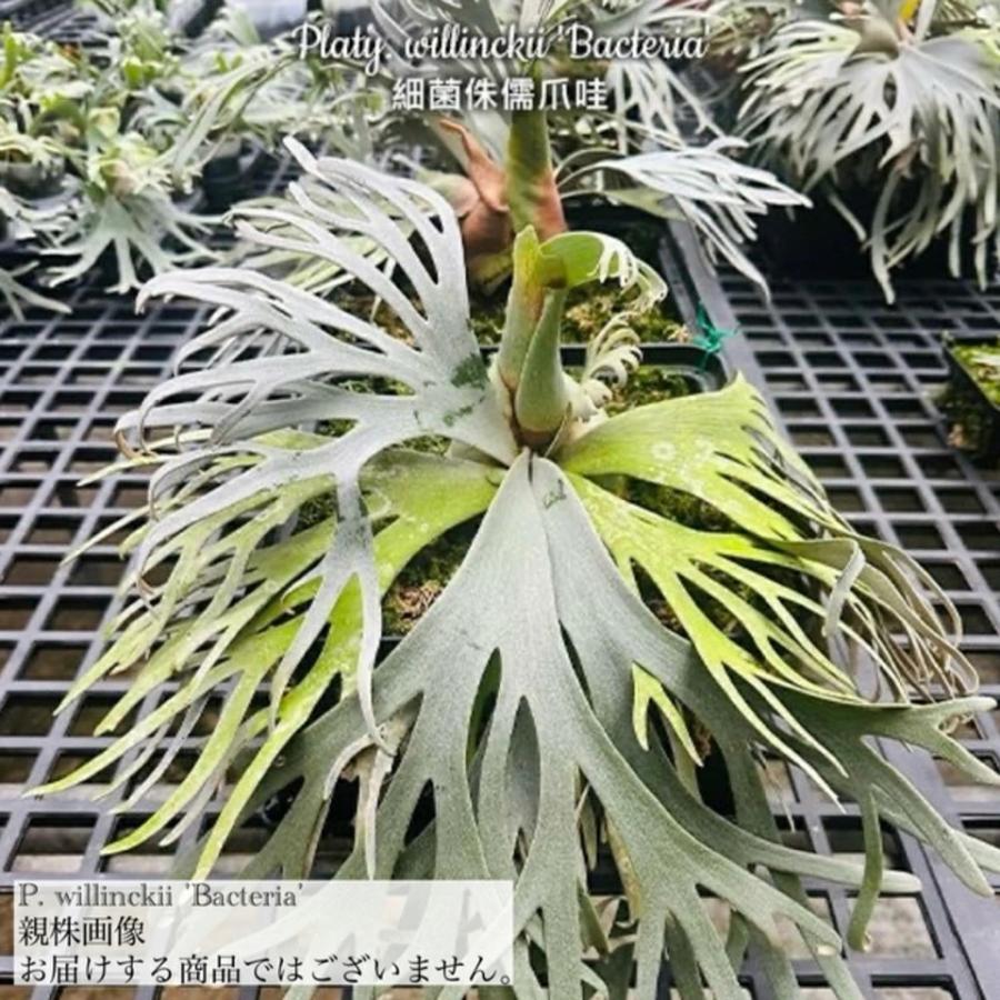 現品) ビカクシダ ウィリンキー 'バクテリア' (spore) (No.41180