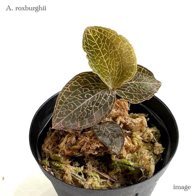 アネクトキルス ロクスバーギー (ジュエルオーキッド 宝石蘭 熱帯植物