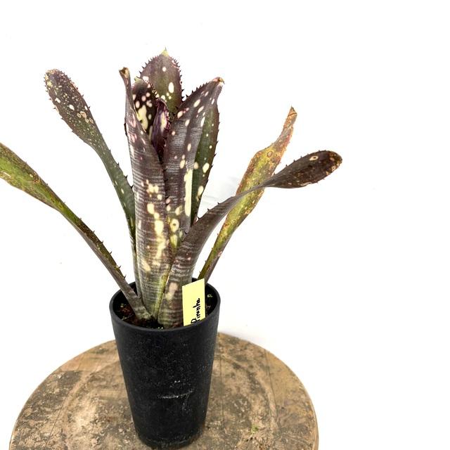 現品) ビルベルギア 'コーランパープルピラニア' (No.62592) (観葉植物