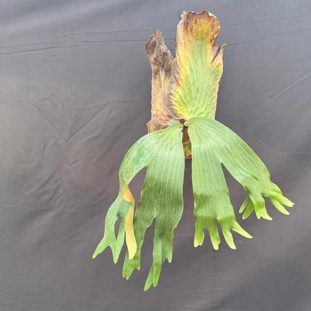 現品) ビカクシダ (クアドリディコトマム × マダガスカリエンセ) (pup