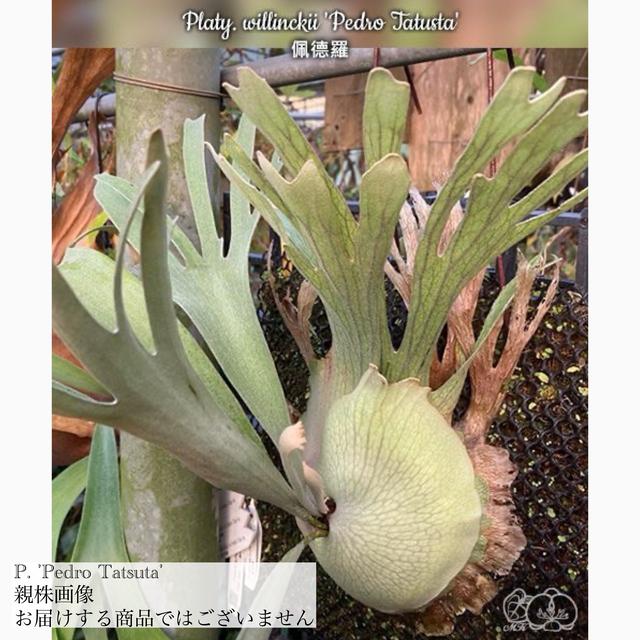 現品) ビカクシダ ウィリンキー 'ペドロタツタ' TC苗 (No.41079