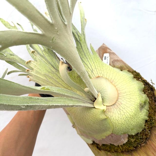 現品) ビカクシダ ウィリンキー 'ペドロタツタ' TC苗 (No.41079