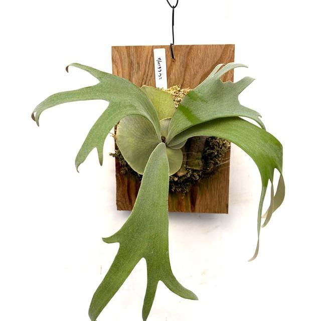 現品) ビカクシダ ウィリンキー 'リトルクラウン' select spore (pup