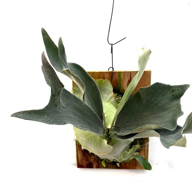 現品) ビカクシダ ヒリー ドワーフ (TC) (No.41132) (コウモリラン