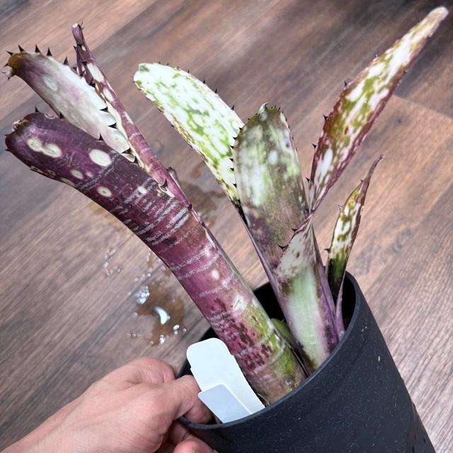 現品) ビルベルギア ビッタータ 'ドミンゴスマーティンス' (No.62090