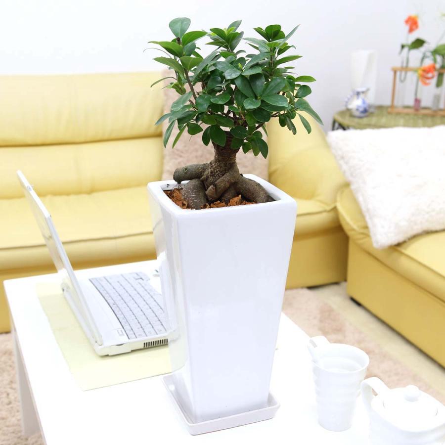 妖精がすんでいると言われている幸せを見守るの木！ガジュマル