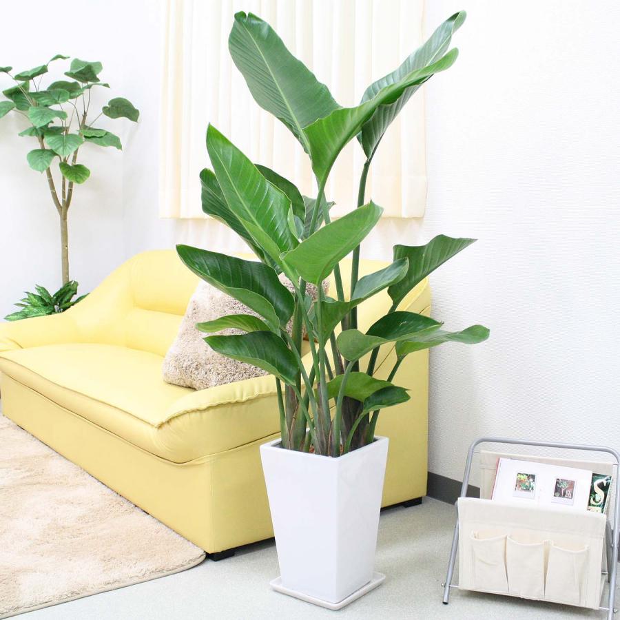 ストレリチア・オーガスタ 8号 「3株植え」 ホワイトスクエア陶器鉢