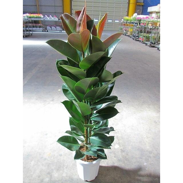 フィカス・バーガンディ 10号 黒ゴム 観葉植物 ゴムの木 販売 苗 苗木
