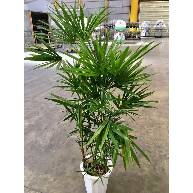 シュロチク 10号 シュロ竹 観葉植物 棕櫚竹 鉢植え 販売 苗 苗木 送料