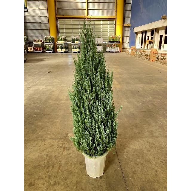 ムーングロー 10号 コニファー 観葉植物 インテリア 鉢植え
