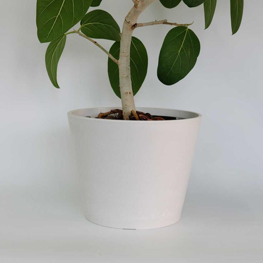 植木鉢 おしゃれプラ鉢 スタンダード 25/20 塊根植物 コーデックス 径